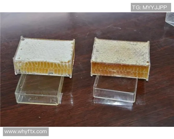 从零开始学足球入门球星培养之路全面指南